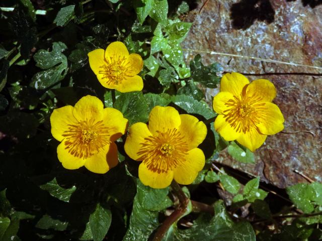 Blatouch bahenní (Caltha palustris L.), šestičetný květ (8)