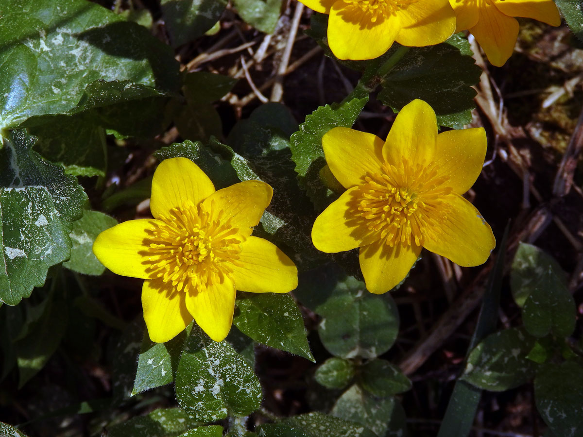 Blatouch bahenní (Caltha palustris L.), šestičetný květ (9)