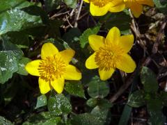 Blatouch bahenní (Caltha palustris L.), šestičetný květ (11)