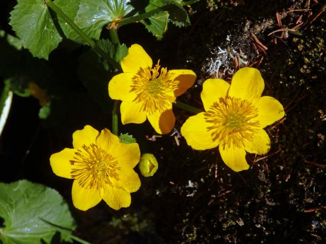 Blatouch bahenní (Caltha palustris L.), vícečetné květy (2)