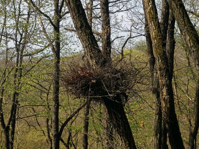 Čarověník na dubu pýřitém (Quercus pubescens Willd.) (1a)