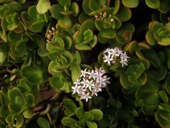 Tlustice (Crassula ovata (Mill.) Druce)