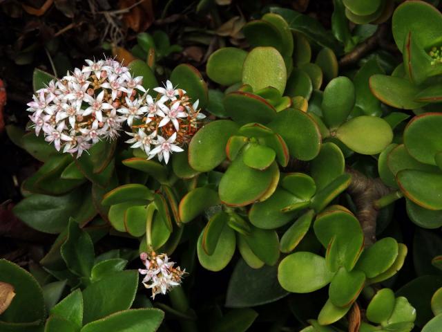 Tlustice (Crassula ovata (Mill.) Druce)