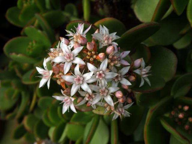 Tlustice (Crassula ovata (Mill.) Druce)