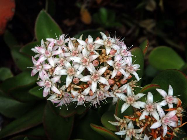 Tlustice (Crassula ovata (Mill.) Druce)