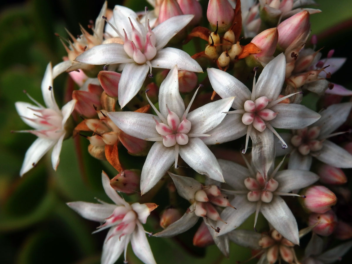 Tlustice (Crassula ovata (Mill.) Druce)