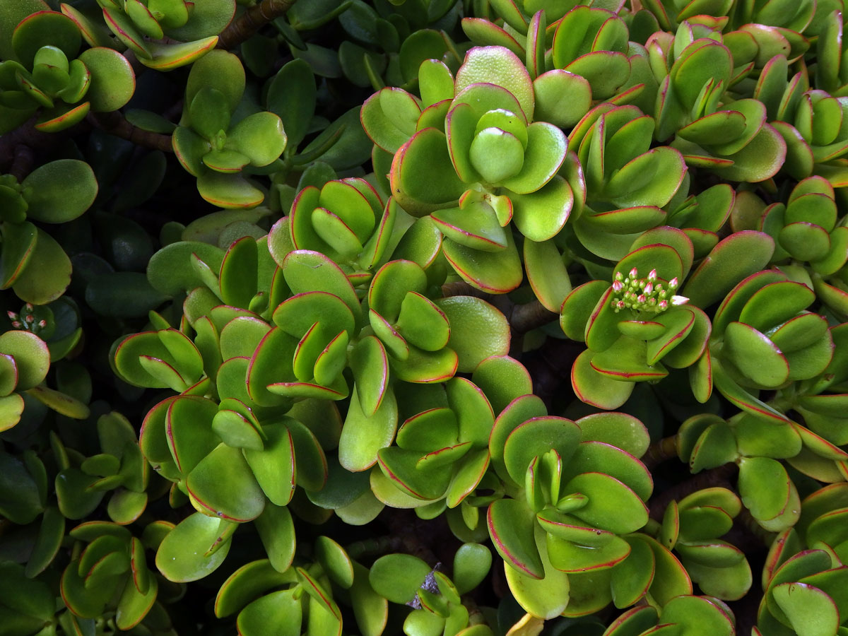 Tlustice (Crassula ovata (Mill.) Druce)