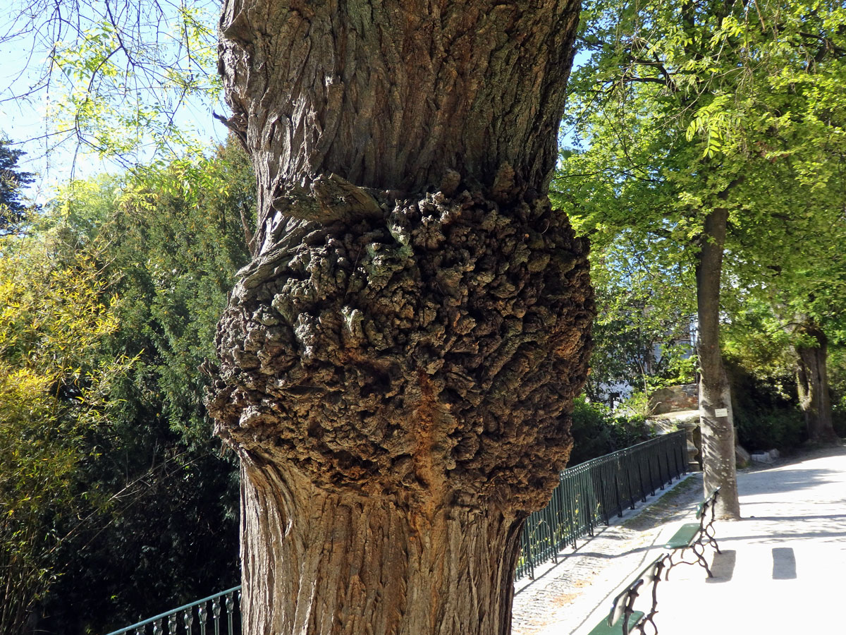 Jerlín japonský (Sophora japonica L.) s tumory na kmeni (8a)