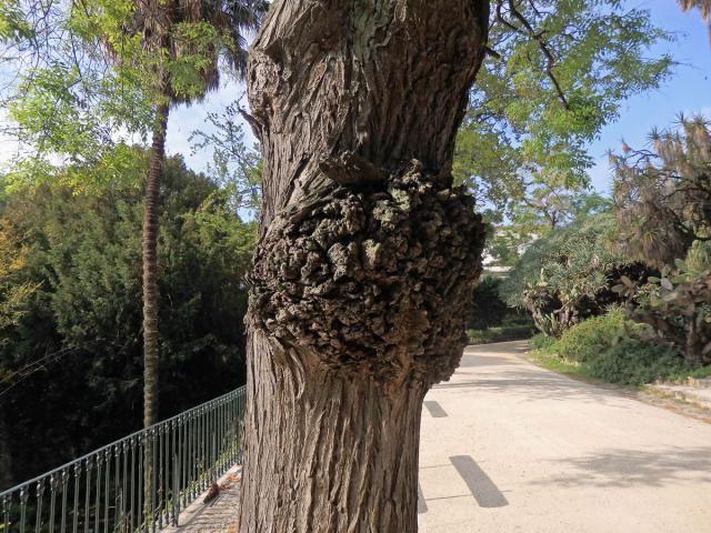 Jerlín japonský (Sophora japonica L.) s tumory na kmeni (7)