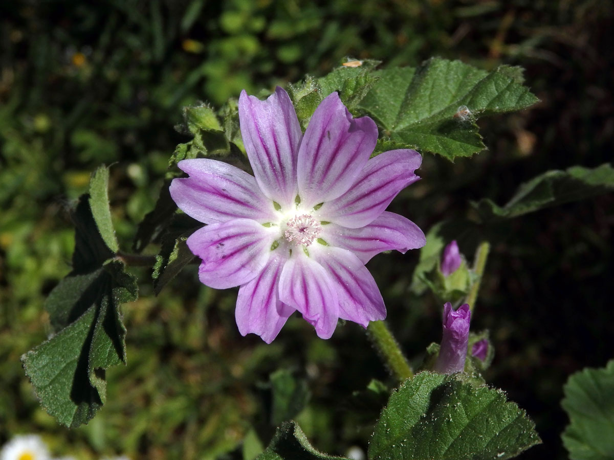 Slézovec krétský (Lavatera cretica L.), vícečetný květ