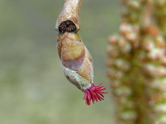 Líska turecká (Corylis colurna L.)