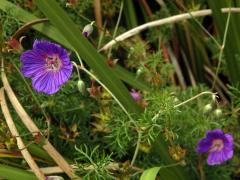 Kakost (Geranium incanum Burm. f.)