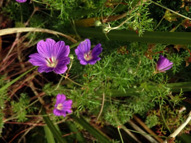 Kakost (Geranium incanum Burm. f.)