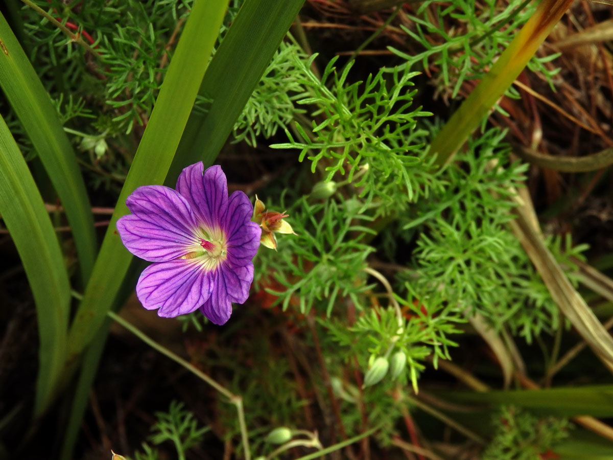 Kakost (Geranium incanum Burm. f.)