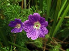 Kakost (Geranium incanum Burm. f.)