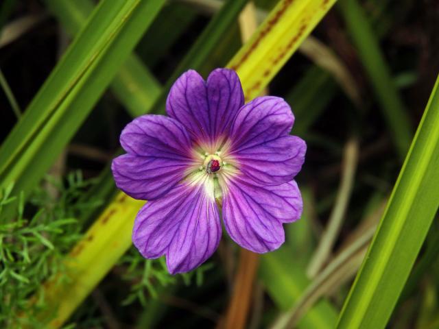 Kakost (Geranium incanum Burm. f.)