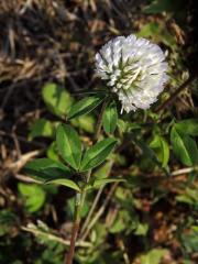 Jetel luční (Trifolium pratense L.) s květy bílé barvy (4a)