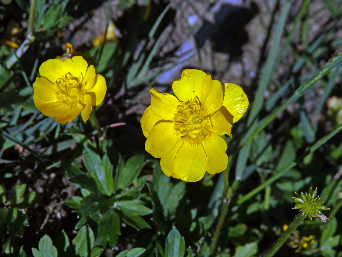 Pryskyřník plazivý (Ranunculus repens L.), desetičetný květ (1)