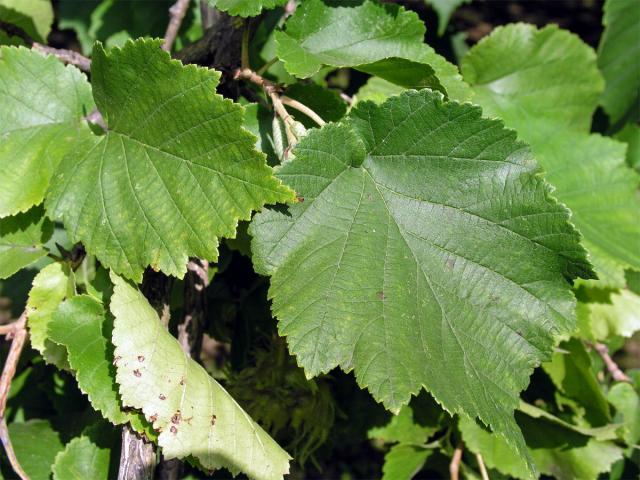 Líska turecká (Corylis colurna L.)