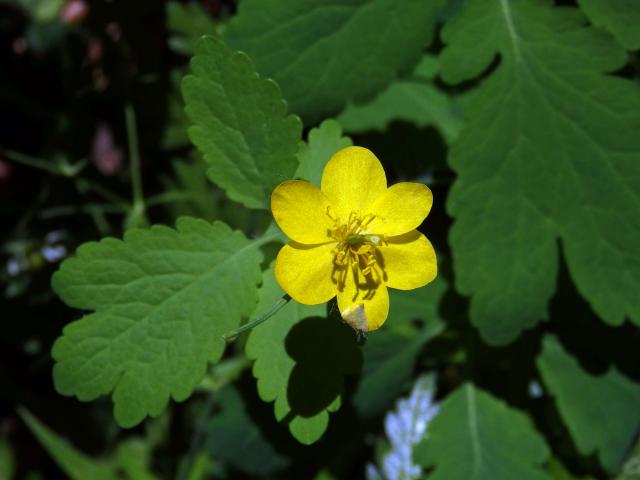 Vlaštovičník větší (Chelidonium majus L.) - šestičetný květ (1)