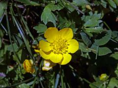 Pryskyřník plazivý (Ranunculus repens L.), sedmičetný květ (5)