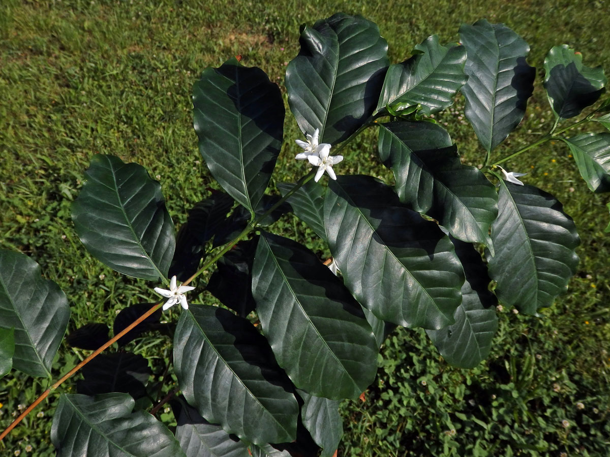 Kávovník arabský (Coffea arabica L.)