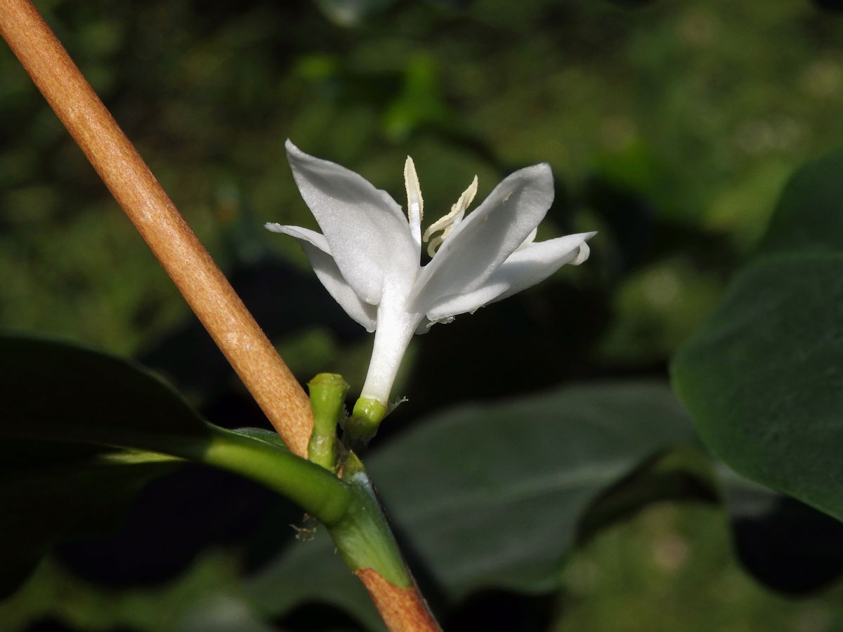 Kávovník arabský (Coffea arabica L.)