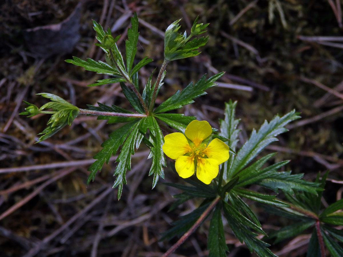 Mochna nátržník (Potentilla erecta (L.) Rauschel) s pětičetným květem (8a)