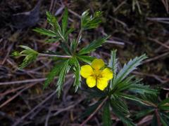 Mochna nátržník (Potentilla erecta (L.) Rauschel) s pětičetným květem (8a)