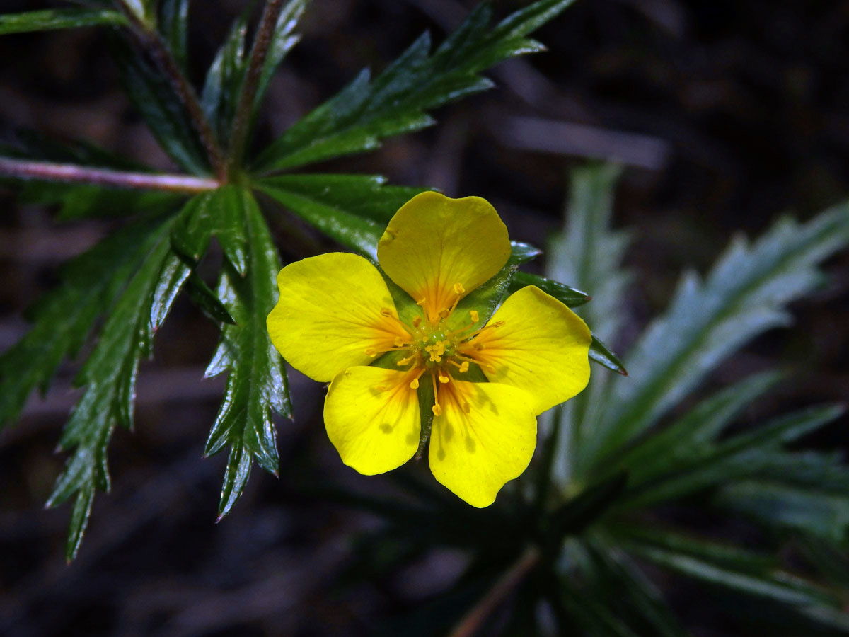 Mochna nátržník (Potentilla erecta (L.) Rauschel) s pětičetným květem (8b)