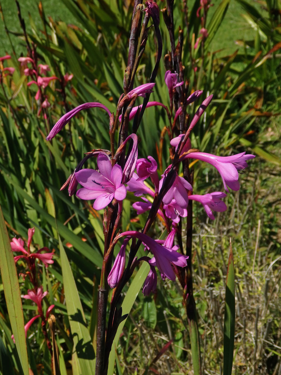 Watsonia borbonica (Pourr.) Goldblatt