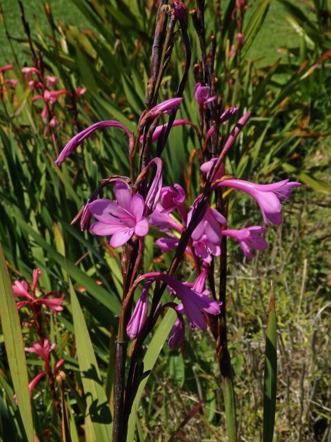 Watsonia borbonica (Pourr.) Goldblatt