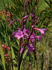 Watsonia borbonica (Pourr.) Goldblatt 