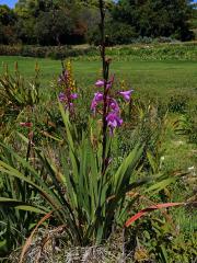 Watsonia borbonica (Pourr.) Goldblatt