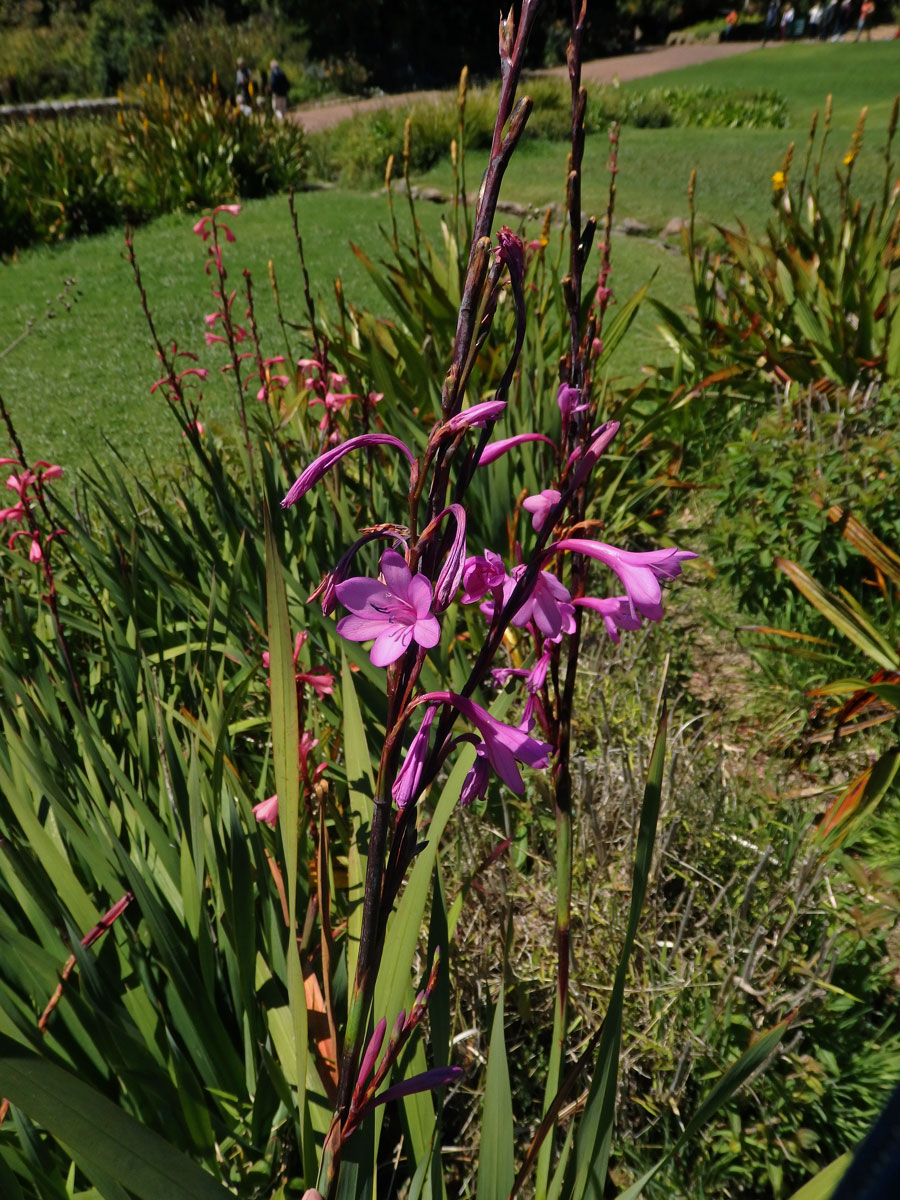 Watsonia borbonica (Pourr.) Goldblatt