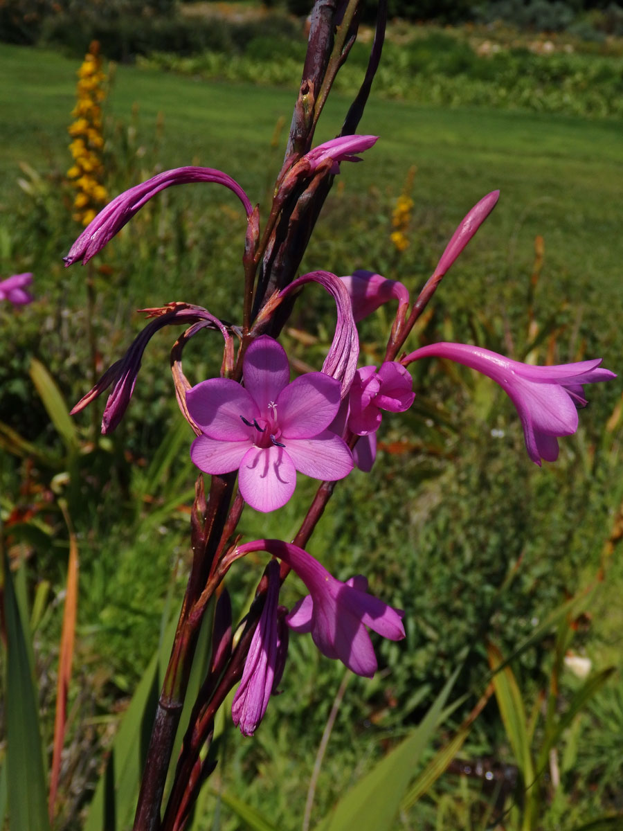 Watsonia borbonica (Pourr.) Goldblatt