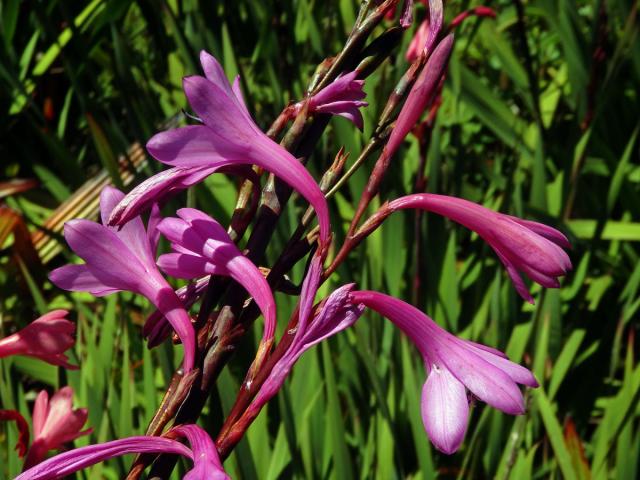 Watsonia borbonica (Pourr.) Goldblatt