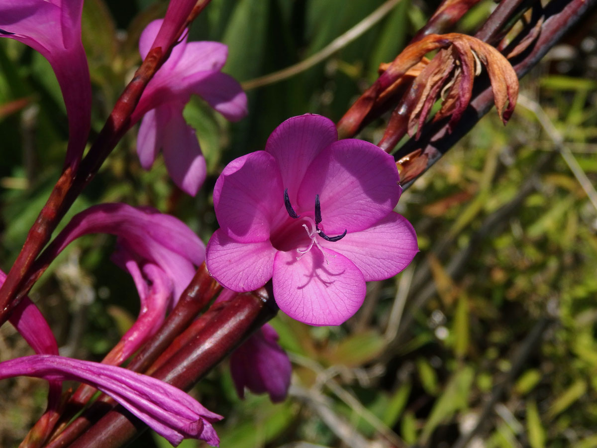 Watsonia borbonica (Pourr.) Goldblatt