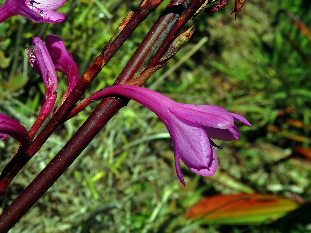 Watsonia borbonica (Pourr.) Goldblatt