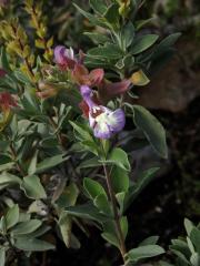 Šalvěj (Salvia muirii L. Bolus)