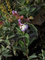 Šalvěj (Salvia muirii L. Bolus)    