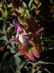 Šalvěj (Salvia muirii L. Bolus)