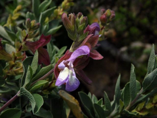 Šalvěj (Salvia muirii L. Bolus)