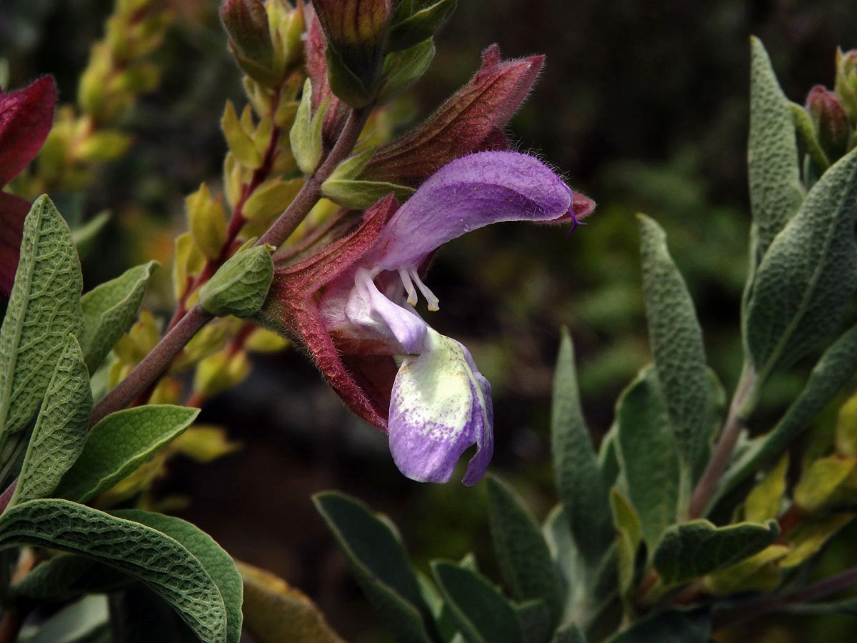 Šalvěj (Salvia muirii L. Bolus)