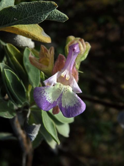 Šalvěj (Salvia muirii L. Bolus)