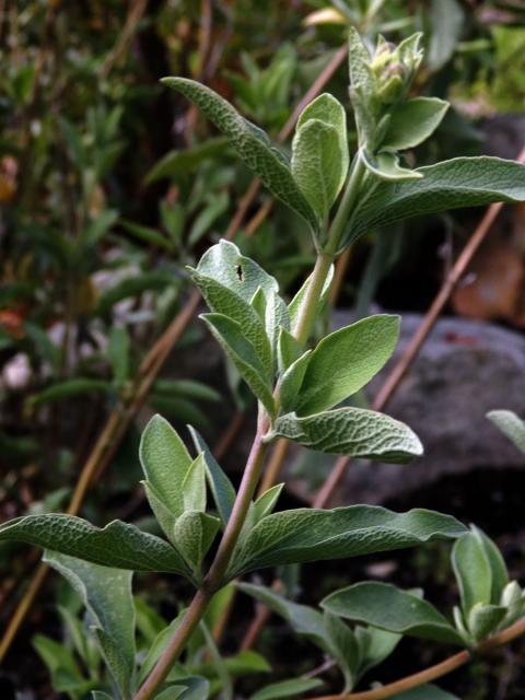 Šalvěj (Salvia muirii L. Bolus)