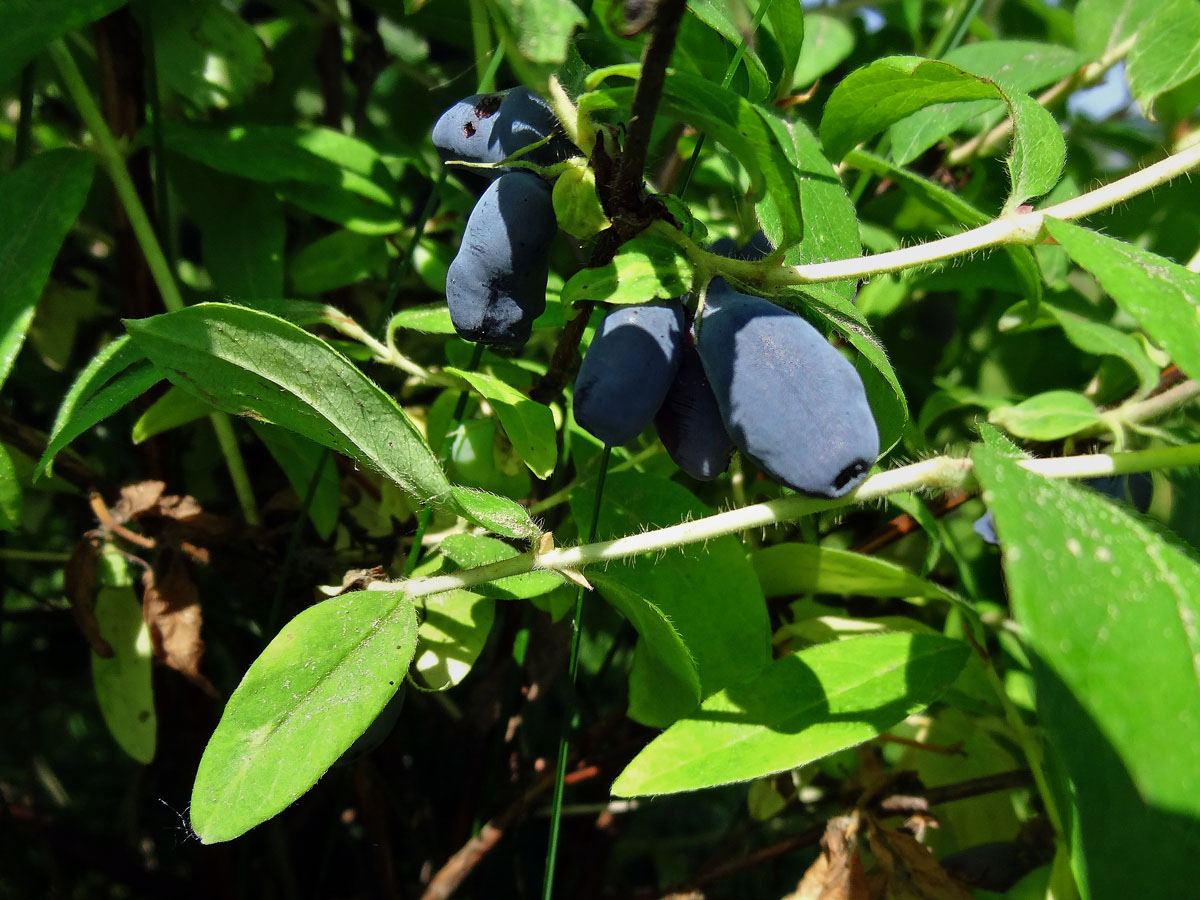 Zimolez kamčatský (Lonicera kamtschatica Sevast.); foto Luboš Loose