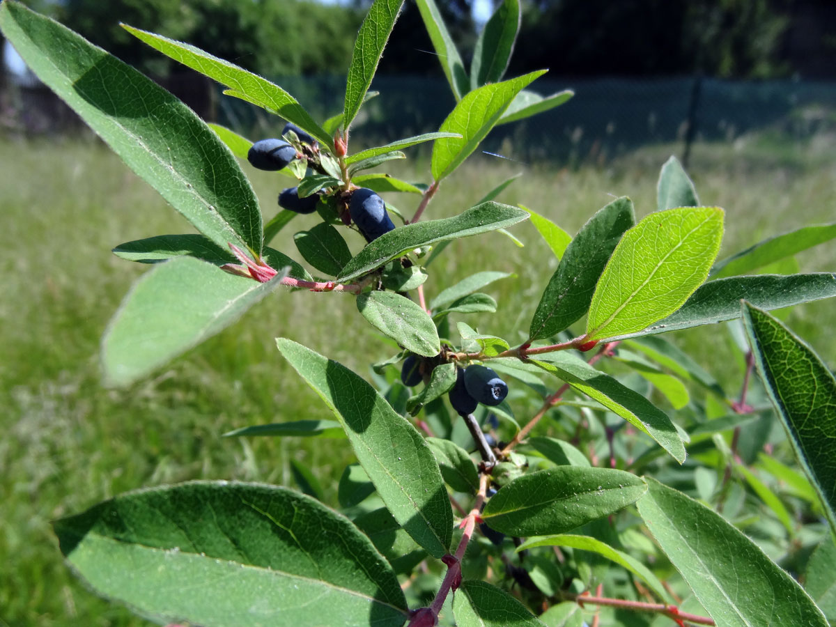 Zimolez kamčatský (Lonicera kamtschatica Sevast.); foto Luboš Loose