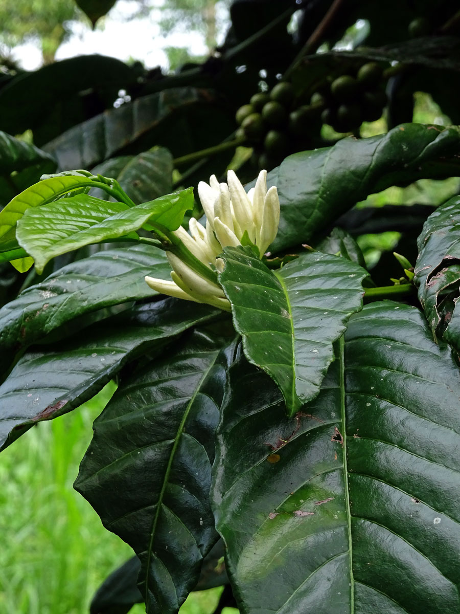 Kávovník arabský (Coffea arabica L.); foto Sylva Racková