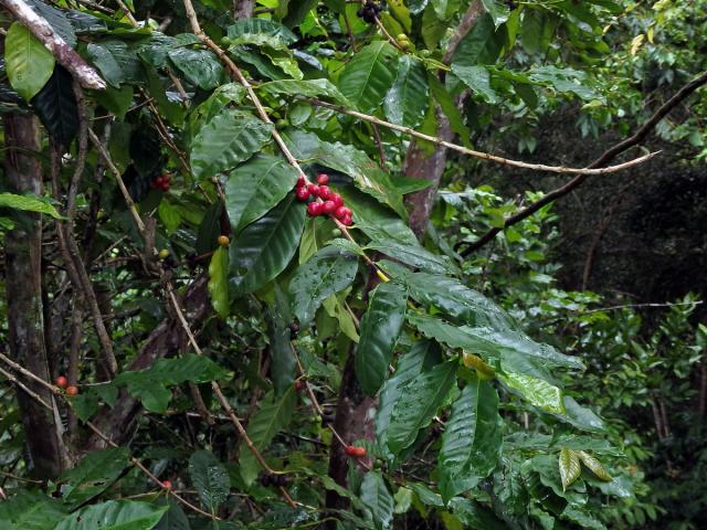 Kávovník arabský (Coffea arabica L.)